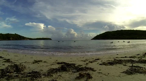 Peloquins join in on breakfast Stock Footage 41398785