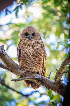 Pels fishing owl (Scotopelia peli) one of the rarest species of owl in Africa Stock Photos