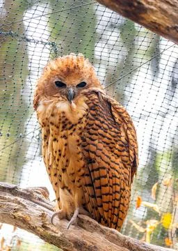 Pel's Fishing Owl (Scotopelia peli) Outdoors Stock Photos