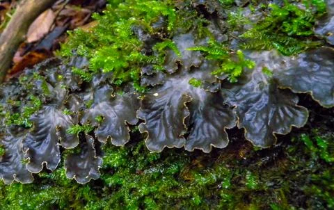Peltigera polydactyla is a foliose lichen that grows in moss-rich soils in .. Stock Photos