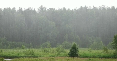 Pelting rain against the forest at summer day. Stock Footage 87020132