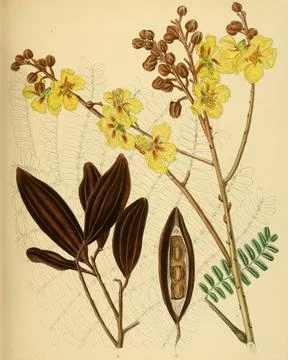 Peltophorum ferrugineum, heimisch in Südostasien, Sri Lanka, digital resta.. Stock Photos