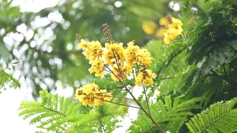 Peltophorum pterocarpum flower. Stock Footage 312669079