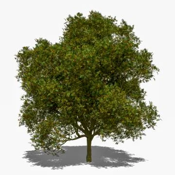 Peltophorum pterocarpum summer Stock Illustration