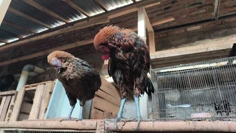 Pelung chicken breed Stock Footage 329492260