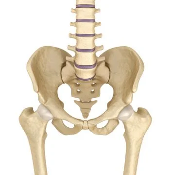 Pelvic area anatomy , 3d render イラスト素材