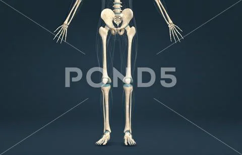 Pelvic girdle and lower extremity in male skeleton, overview and ...