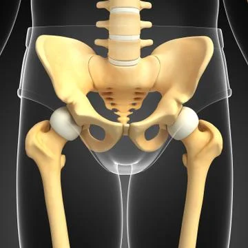 Pelvic girdle artwork Stock Illustration