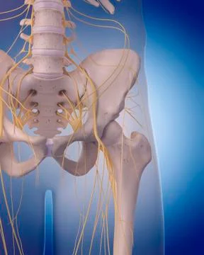 Pelvic nerves Stock Illustration