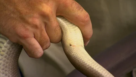 The pelvic spur on a python Stock Footage 112343541