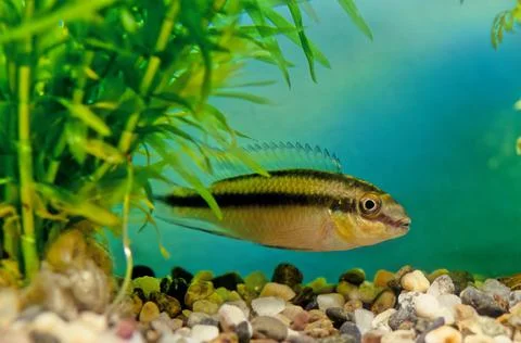 Pelvicachromis pulcher Stock Photos