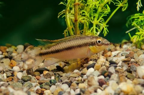 Pelvicachromis pulcher Stock Photos