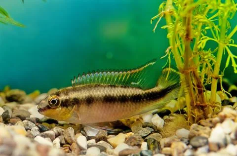 Pelvicachromis pulcher Stock Photos
