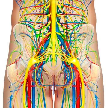 Pelvis anatomy; artwork Stock Illustration