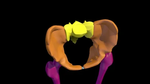 PELVIS ANIMATION Video stock 73780330