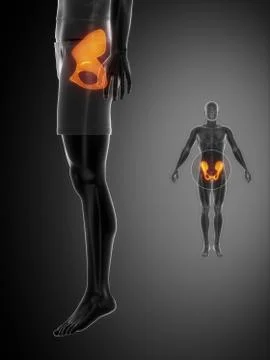 PELVIS black x--ray bone scan 스톡 일러스트