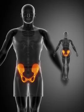 PELVIS black x--ray bone scan Stock Illustration