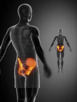 PELVIS black x--ray bone scan Stock Illustration