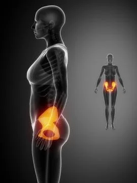 PELVIS black x--ray bone scan 스톡 일러스트