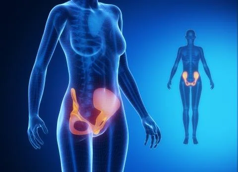 PELVIS blue x--ray bone scan 스톡 일러스트