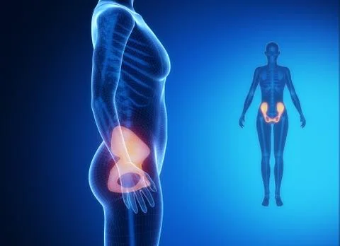 PELVIS blue x--ray bone scan Stock Illustration