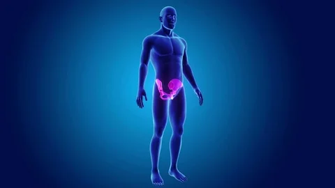 Pelvis with body Stock Footage 79638787
