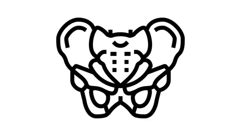 Pelvis bone line icon animation Stock Footage 224924715