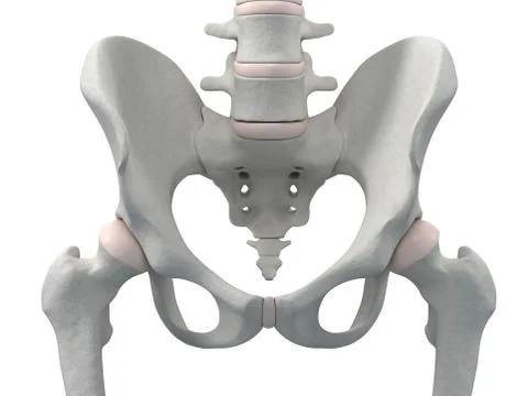 Pelvis bones, artwork Illustrazione stock