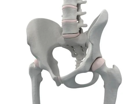 Pelvis bones, artwork Illustrazione stock