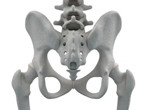 Pelvis bones, artwork 스톡 일러스트