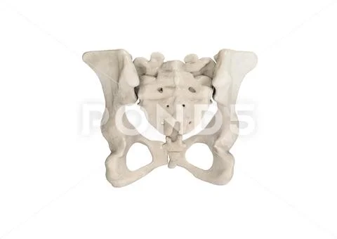 Pelvis, Human Skeleton, Female Pelvic Bone Anatomy, Hip, 3D Artwork ...