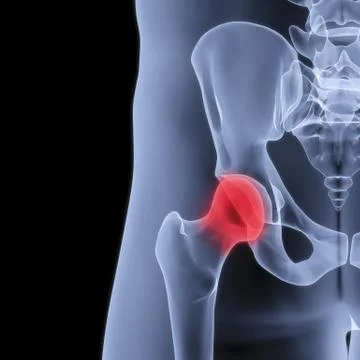 Pelvis Stock Illustration