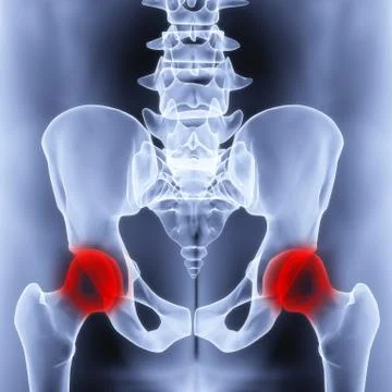 Pelvis Stock Illustration