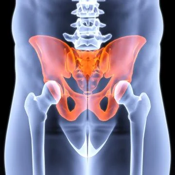 Pelvis Illustrazione stock