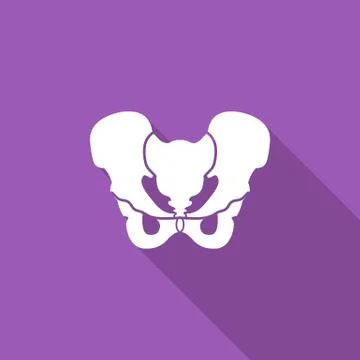 Pelvis Stock Illustration