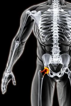 Pelvis Illustrazione stock