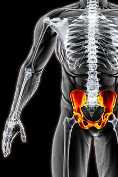 Pelvis Illustrazione stock