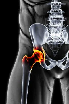 Pelvis Stock Illustration