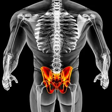 Pelvis Illustrazione stock