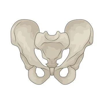 Pelvis illustration Stock Illustration