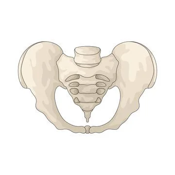 Pelvis illustration Stock Illustration