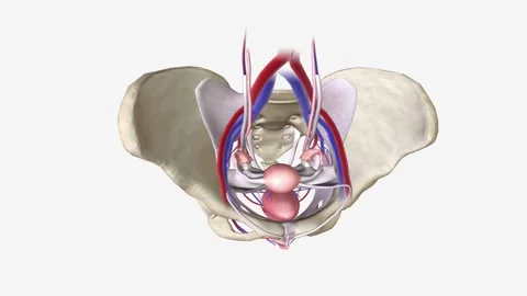 The pelvis is the lower part of the torso. It's located between the abdomen and Stock Footage 244668697