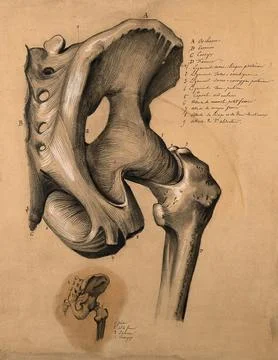 The pelvis, rear view: two studies, showing the bones and ligaments of the .. Stock Illustration