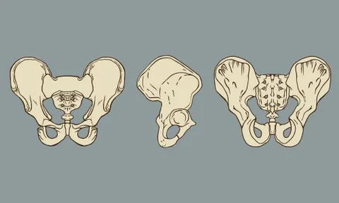 Pelvis Skeletal Anatomy Pack Vector Stock Illustration