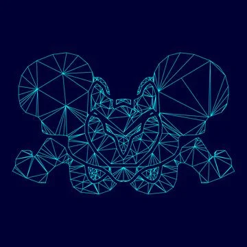 Pelvis skeleton low poly triangulation triangulated polygonal electric cyan b Stockillustratie
