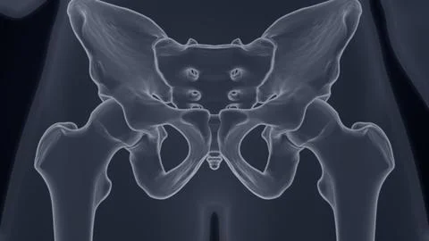 The pelvis X-ray of 3D illustration Stock Illustration