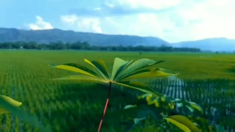 Pemandangan alam Stock Footage 202285395