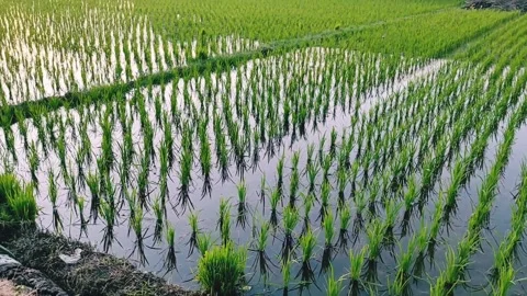 Pemandangan Alam Sore Hari Stock Footage 170181406