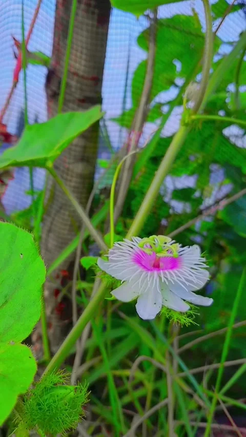 Pemandangan Bunga Estetic 動画素材 232648465