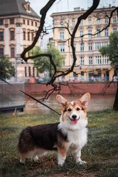 Pembroke Corgi 스톡 사진